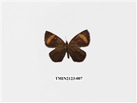 藏品(帶錨紋蛾)的圖片